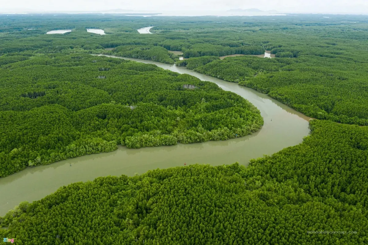 Rừng ngập mặn Cần Giờ – khu dự trữ sinh quyển UNESCO